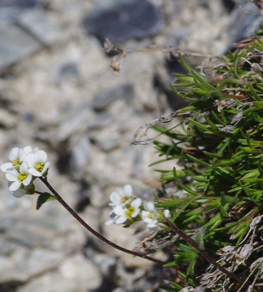 Pflanzenbild gross Gletscher-Felsenblümchen - Draba dubia