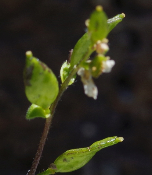 Pflanzenbild gross Gletscher-Felsenblümchen - Draba dubia
