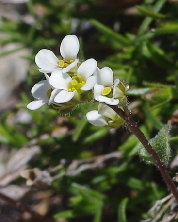 Pflanzenbild gross Gletscher-Felsenblümchen - Draba dubia
