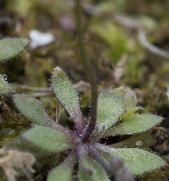 Pflanzenbild gross Frühlings-Hungerblümchen - Erophila verna aggr.