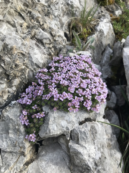 Pflanzenbild gross Steinschmückel - Petrocallis pyrenaica