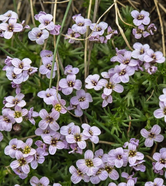 Pflanzenbild gross Steinschmückel - Petrocallis pyrenaica