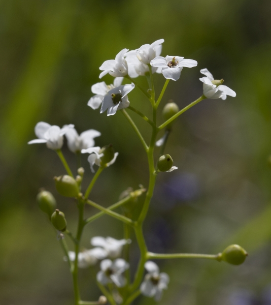 Pflanzenbild gross Felsen-Kugelschötchen - Kernera saxatilis