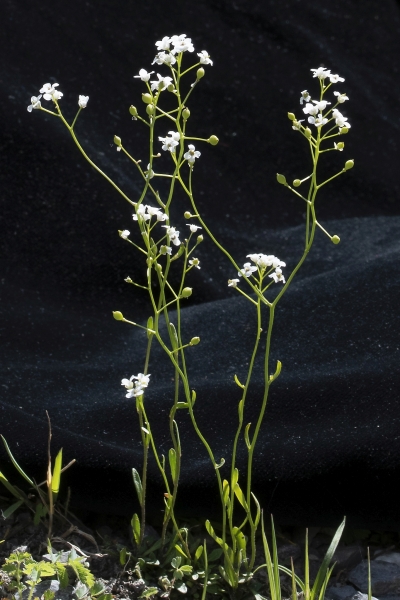 Pflanzenbild gross Felsen-Kugelschötchen - Kernera saxatilis