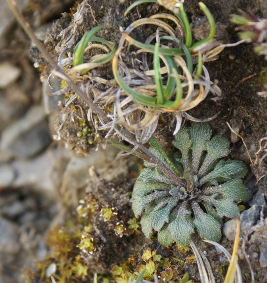 Pflanzenbild gross Felsen-Kugelschötchen - Kernera saxatilis