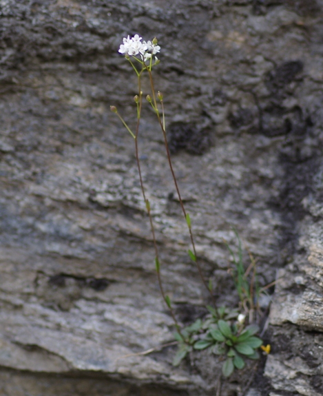 Pflanzenbild gross Felsen-Kugelschötchen - Kernera saxatilis