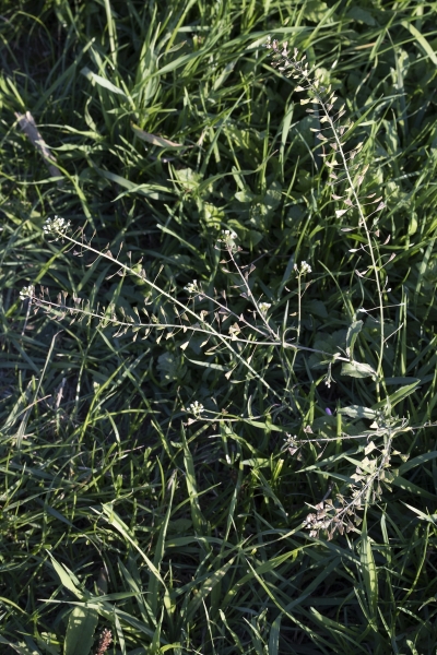 Pflanzenbild gross Gemeines Hirtentäschel - Capsella bursa-pastoris