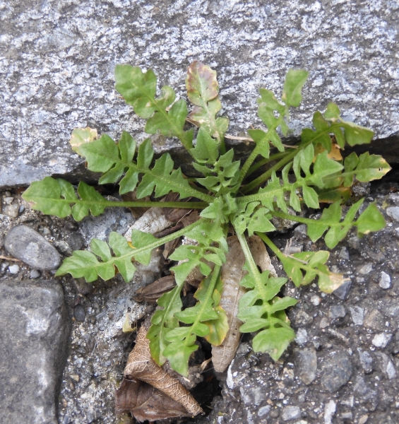 Pflanzenbild gross Gemeines Hirtentäschel - Capsella bursa-pastoris