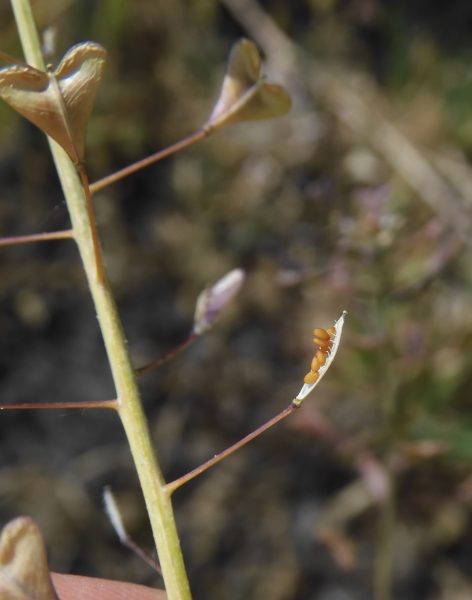 Pflanzenbild gross Gemeines Hirtentäschel - Capsella bursa-pastoris
