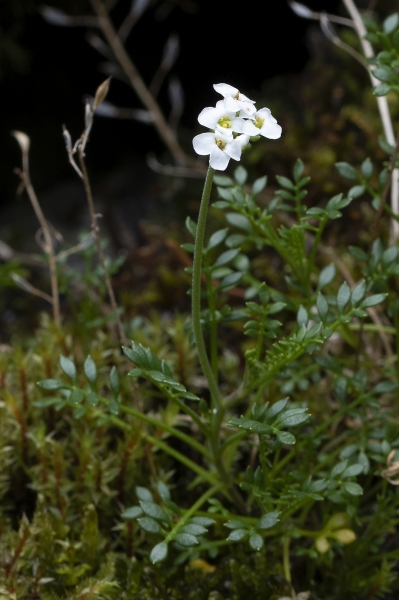 Pflanzenbild gross Gämskresse - Pritzelago alpina