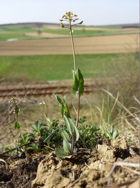 Pflanzenbild gross Stängelumfassendes Täschelkraut - Thlaspi perfoliatum