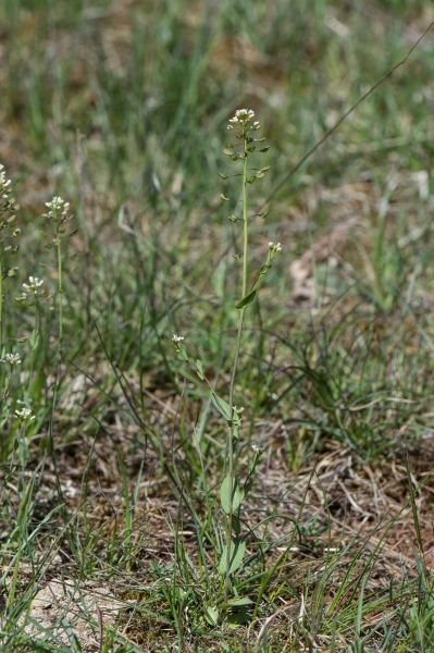 Pflanzenbild gross Stängelumfassendes Täschelkraut - Thlaspi perfoliatum