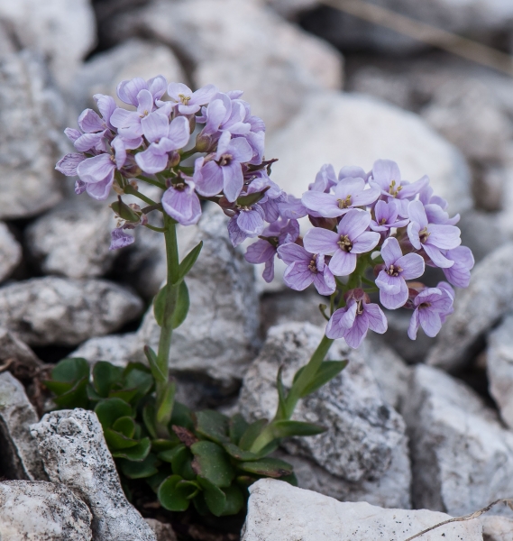 Pflanzenbild gross Rundblättriges Täschelkraut - Thlaspi rotundifolium