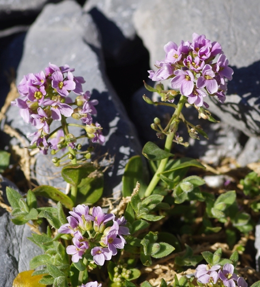Pflanzenbild gross Rundblättriges Täschelkraut - Thlaspi rotundifolium