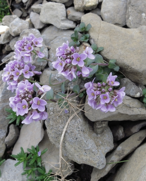 Pflanzenbild gross Rundblättriges Täschelkraut - Thlaspi rotundifolium