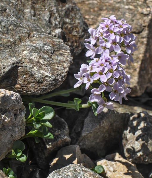 Pflanzenbild gross Doldentraubiges Rundblättriges Täschelkraut - Thlaspi rotundifolium subsp. corymbosum