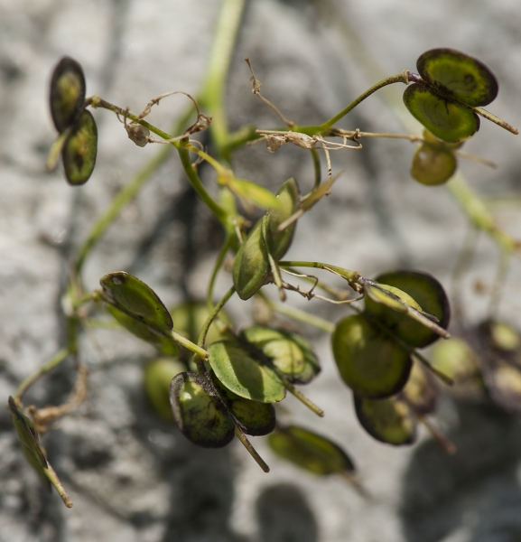 Pflanzenbild gross Glattes Brillenschötchen - Biscutella laevigata