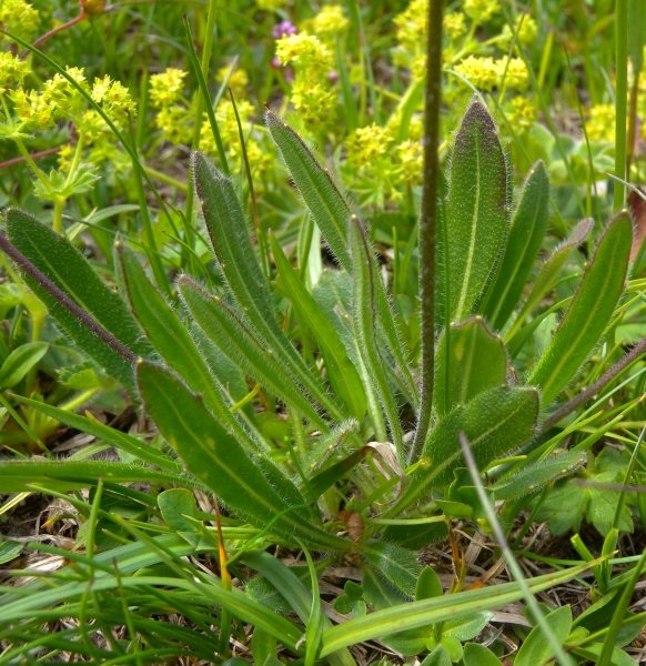 Pflanzenbild gross Glattes Brillenschötchen - Biscutella laevigata