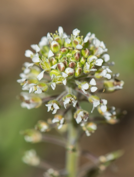 Pflanzenbild gross Feld-Kresse - Lepidium campestre