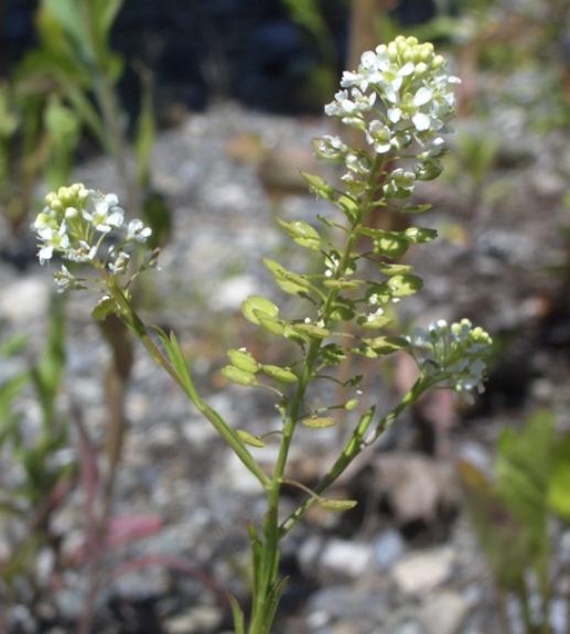 Pflanzenbild gross Virginische Kresse - Lepidium virginicum