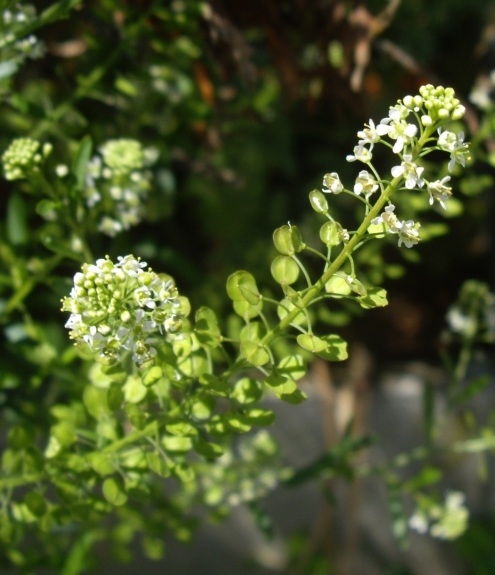 Pflanzenbild gross Virginische Kresse - Lepidium virginicum