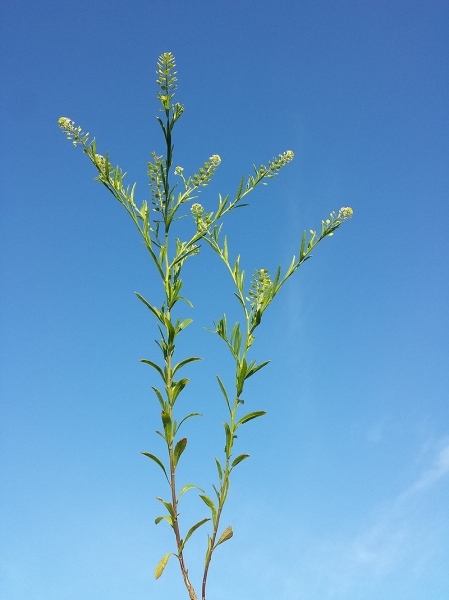 Pflanzenbild gross Virginische Kresse - Lepidium virginicum