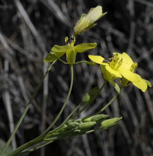 Pflanzenbild gross Schmalblättriger Doppelsame - Diplotaxis tenuifolia