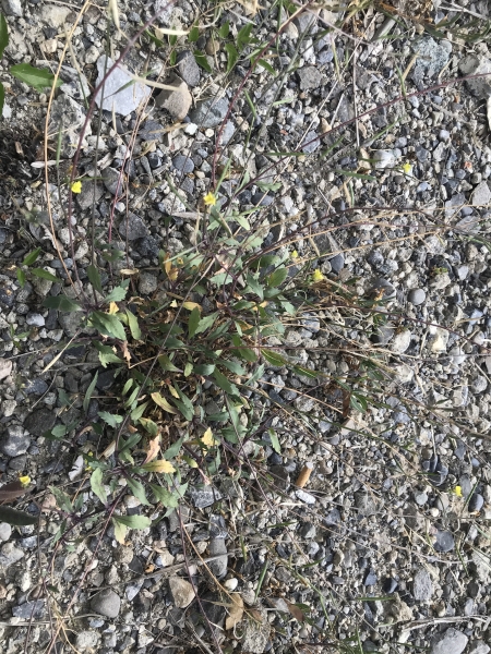 Pflanzenbild gross Mauer-Doppelsame - Diplotaxis muralis