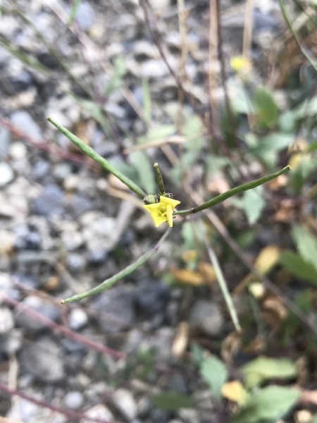 Pflanzenbild gross Mauer-Doppelsame - Diplotaxis muralis