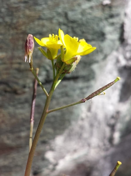 Pflanzenbild gross Mauer-Doppelsame - Diplotaxis muralis