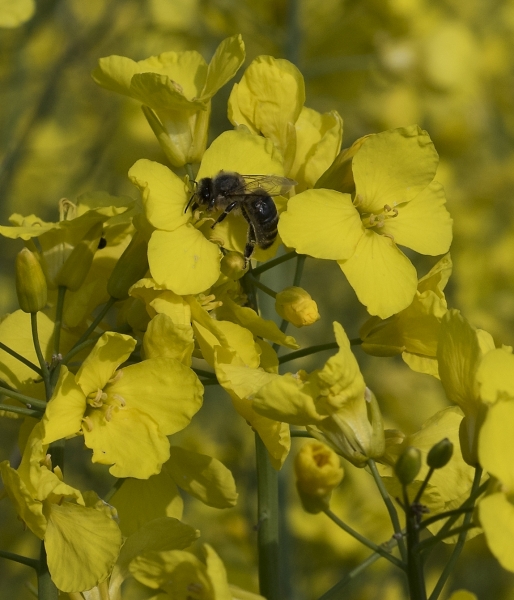 Pflanzenbild gross Raps - Brassica napus