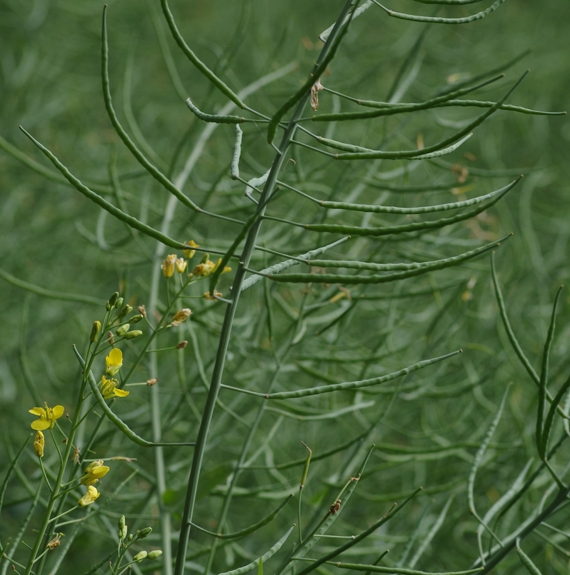 Pflanzenbild gross Raps - Brassica napus