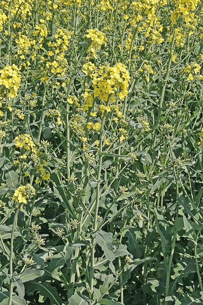 Pflanzenbild gross Raps - Brassica napus