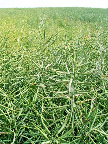 Pflanzenbild gross Raps - Brassica napus