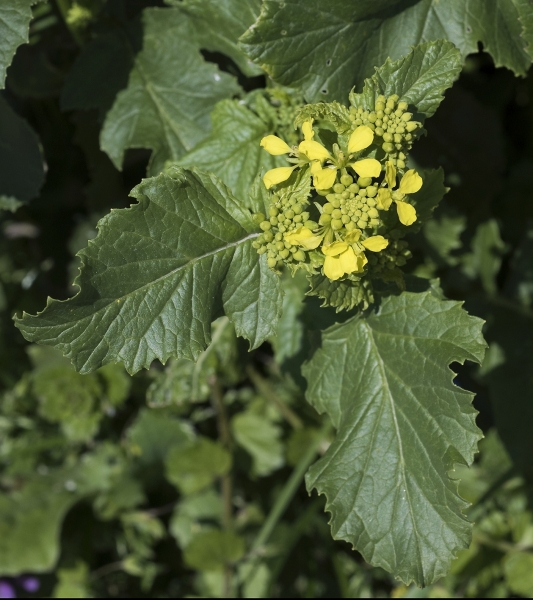 Pflanzenbild gross Acker-Senf - Sinapis arvensis