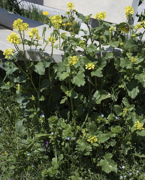 Pflanzenbild gross Acker-Senf - Sinapis arvensis