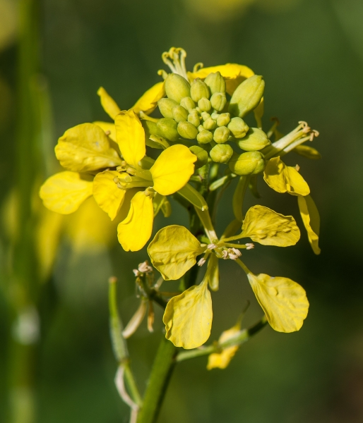 Pflanzenbild gross Acker-Senf - Sinapis arvensis