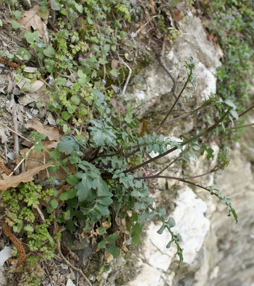 Pflanzenbild gross Brunnenkressenblättrige Rampe - Erucastrum nasturtiifolium