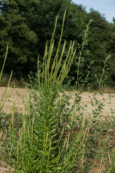 Pflanzenbild gross Färber-Reseda - Reseda luteola