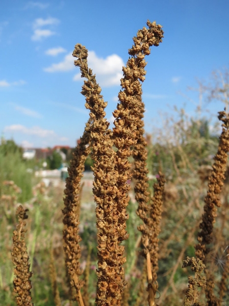 Pflanzenbild gross Färber-Reseda - Reseda luteola