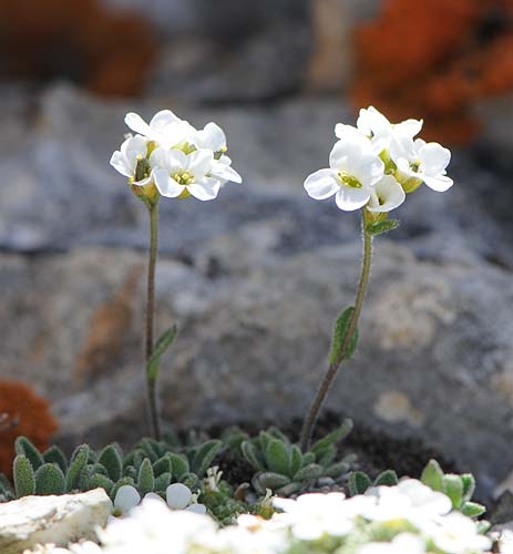 Pflanzenbild gross Zwerg-Gänsekresse - Arabis bellidifolia
