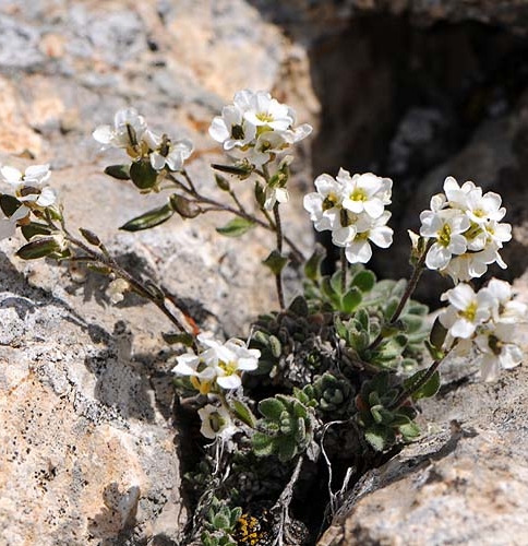 Pflanzenbild gross Zwerg-Gänsekresse - Arabis bellidifolia