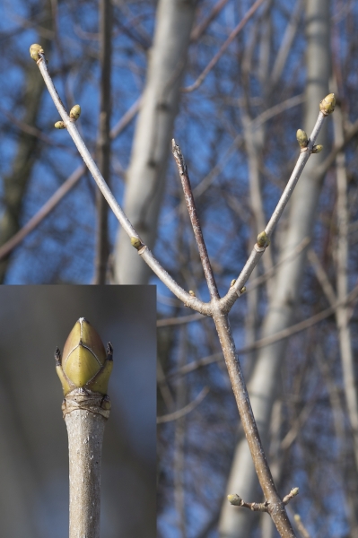 Pflanzenbild gross Berg-Ahorn - Acer pseudoplatanus