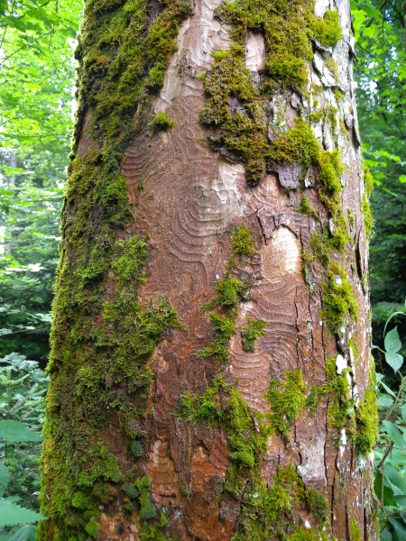Pflanzenbild gross Berg-Ahorn - Acer pseudoplatanus