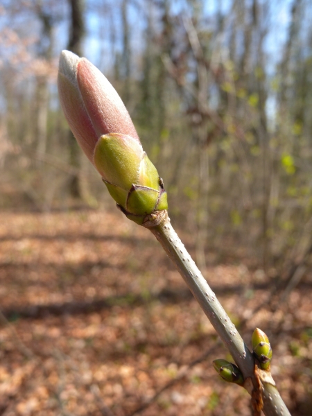 Pflanzenbild gross Berg-Ahorn - Acer pseudoplatanus