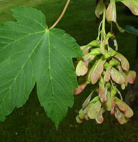 Pflanzenbild gross Berg-Ahorn - Acer pseudoplatanus