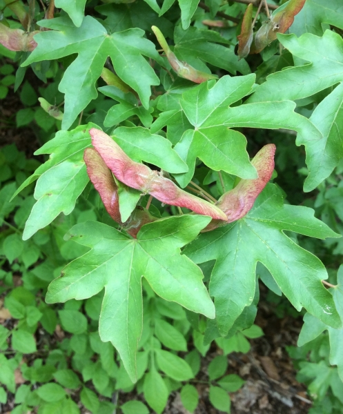 Pflanzenbild gross Feld-Ahorn - Acer campestre