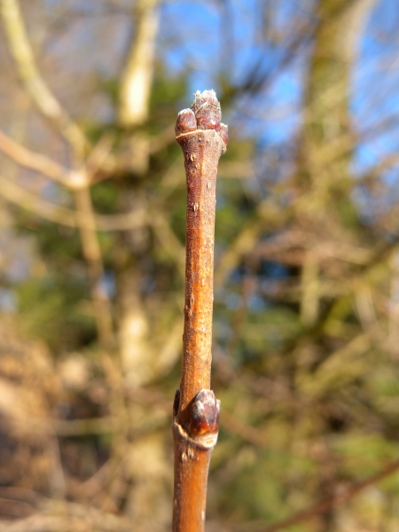 Pflanzenbild gross Feld-Ahorn - Acer campestre