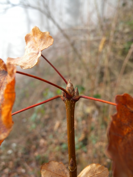 Pflanzenbild gross Schneeballblättriger Ahorn - Acer opalus