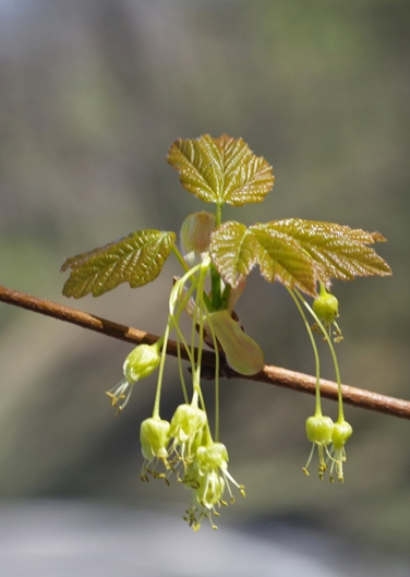Pflanzenbild gross Schneeballblättriger Ahorn - Acer opalus